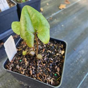 Hexastylis arifolia 