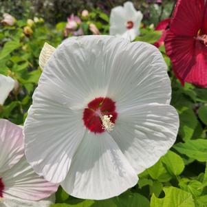 Hibiscus x Disco Belle Mix