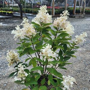 Hydrangea paniculata Baby Lace® (pp23387)