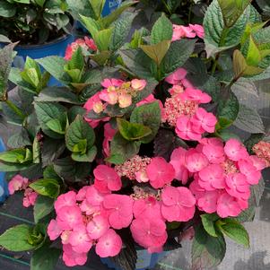 Hydrangea serrata Pink Dynamo™ (pp33412)