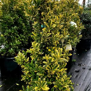 Ilex x Golden Oakland™ (pp14417)