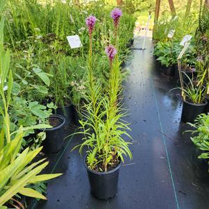 Liatris spicata 