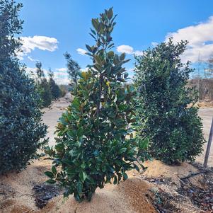Magnolia grandiflora Claudia Wannamaker