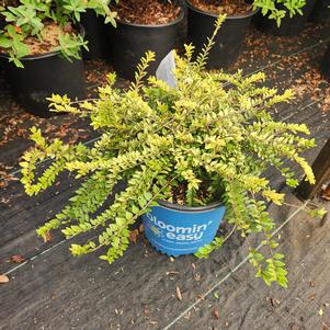 Lonicera nitida Thunderbolt® (pp26598)