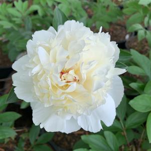Paeonia lactiflora Charlie's White