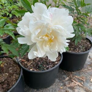 Paeonia lactiflora Gardenia