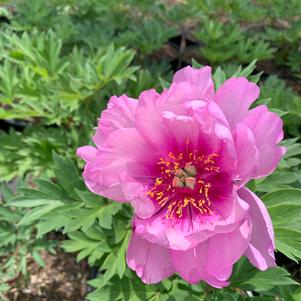 Paeonia itoh First Arrival