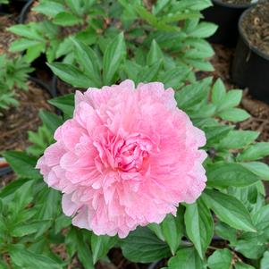 Paeonia lactiflora The Fawn