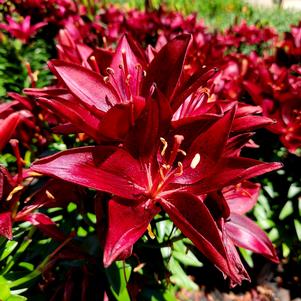 Lilium Tiny Comfort