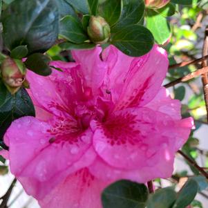 Azalea-Rhododendron Robin Hill hybrid Jeanne Weeks